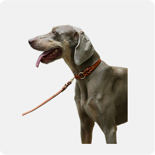 Dog products manufacturer